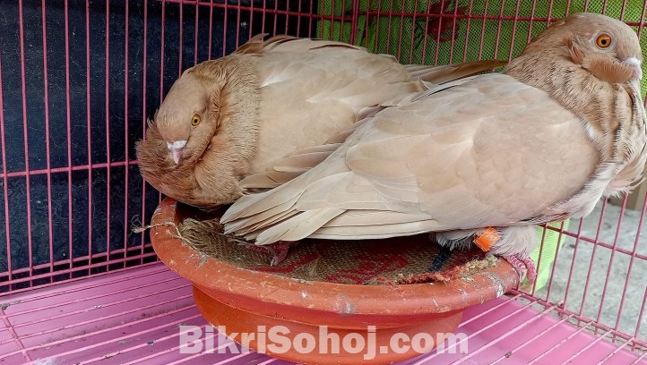 Chinese Owl pigeon